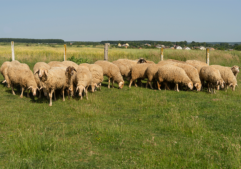 Tekyatağanlı Tarım Makinaları